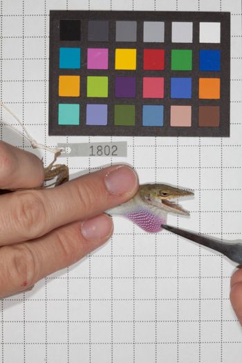 Media type: image;   Herpetology R-189905